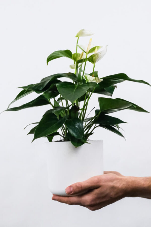 Golden Pothos Pole