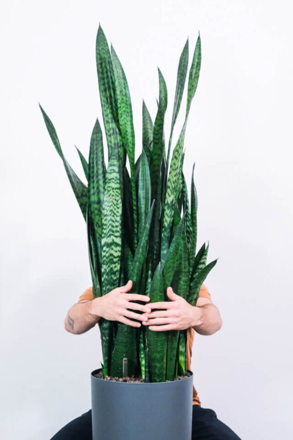 Sansevieria Laurentii