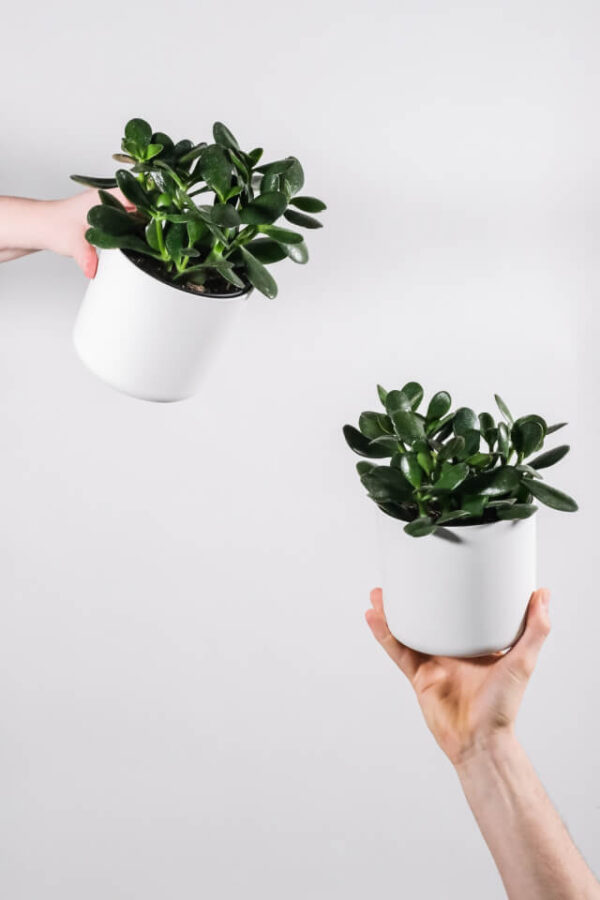 Ficus Decora Burgundy