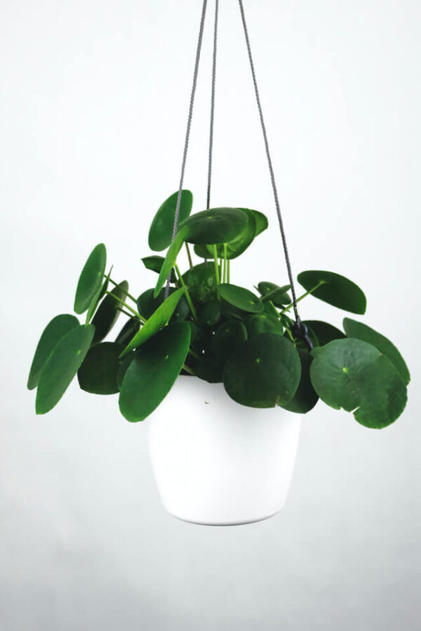 Pilea Peperomioides